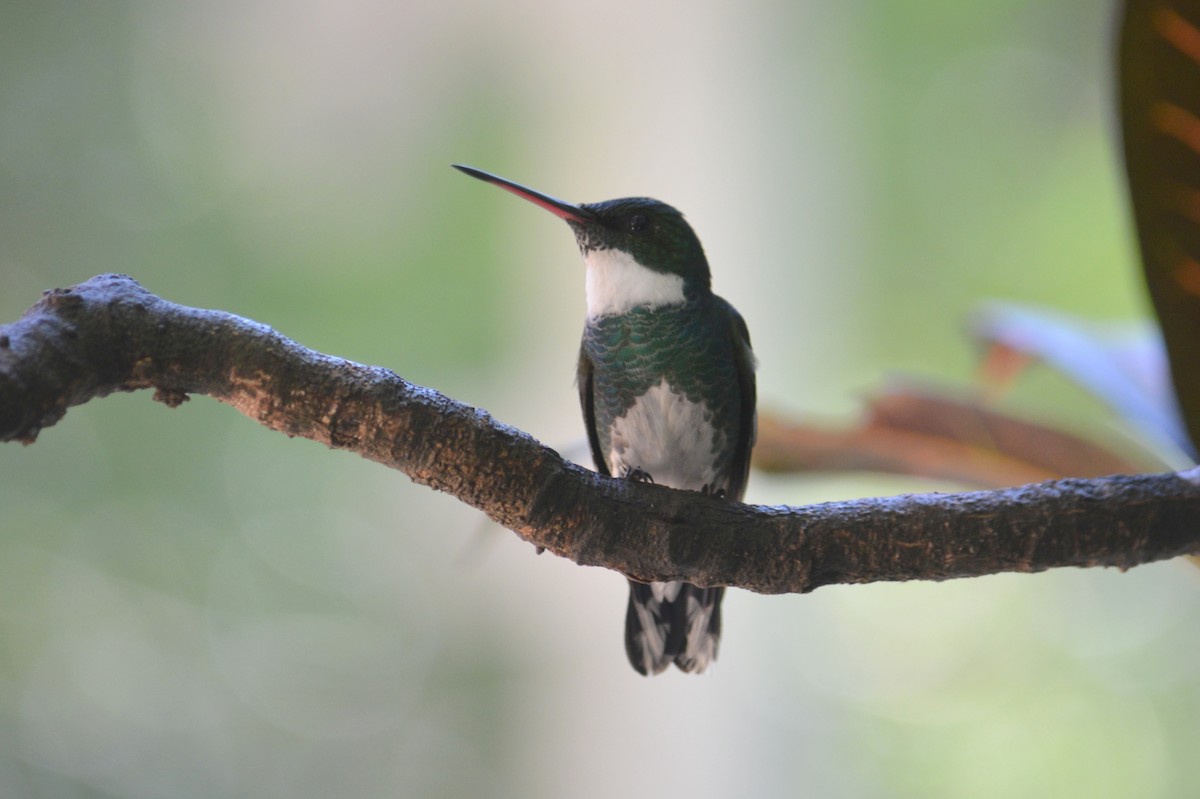 White-throated Hummingbird - ML172055861