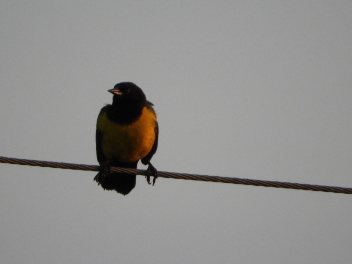 Yellow-rumped Marshbird - ML172056971