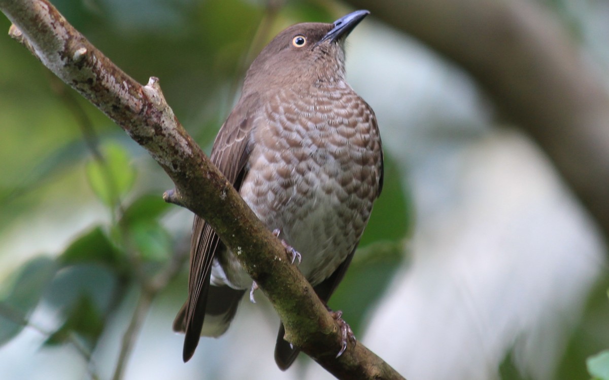 Scaly-breasted Thrasher - Anonymous