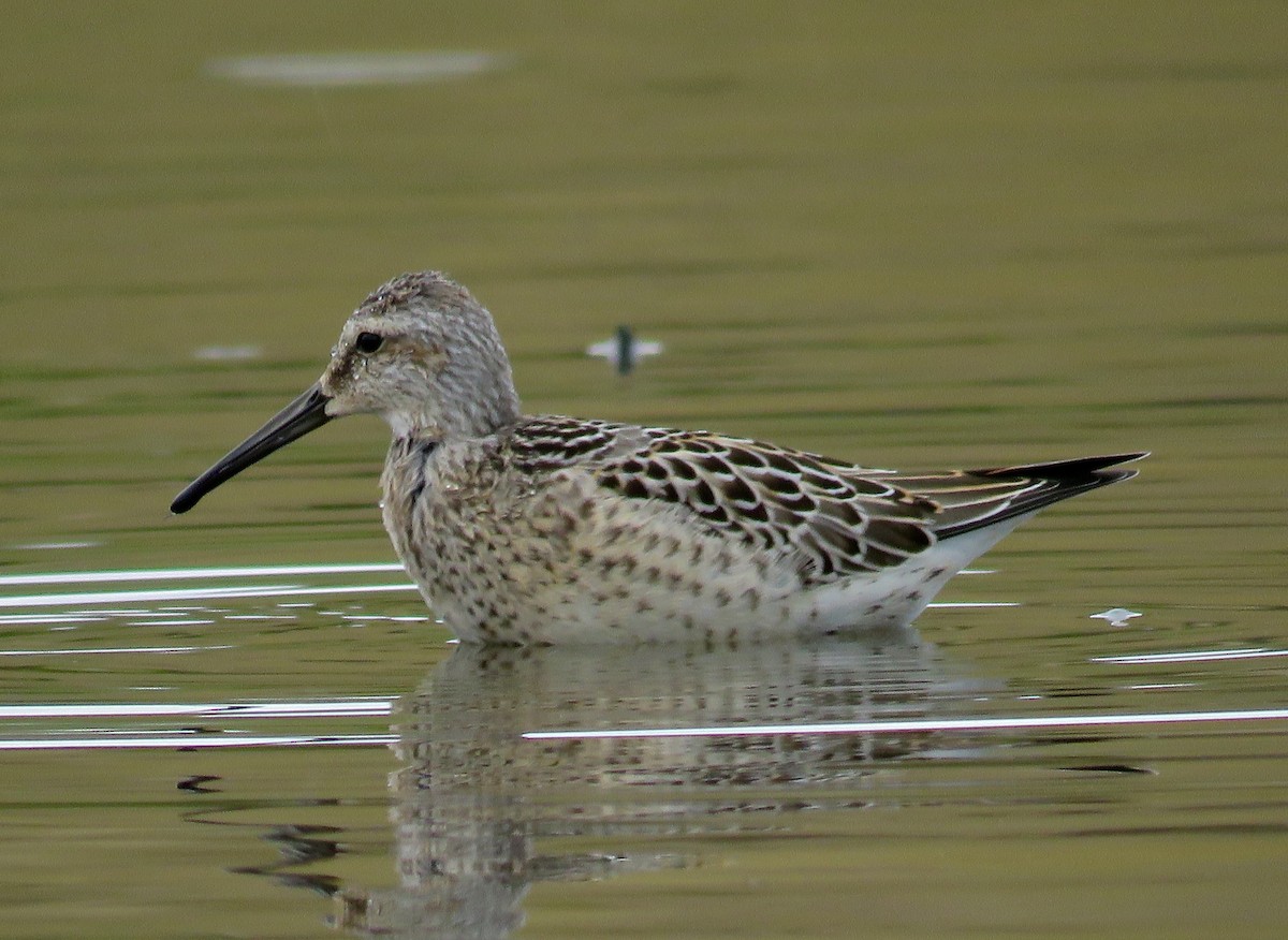 Stilt Sandpiper - ML172060291