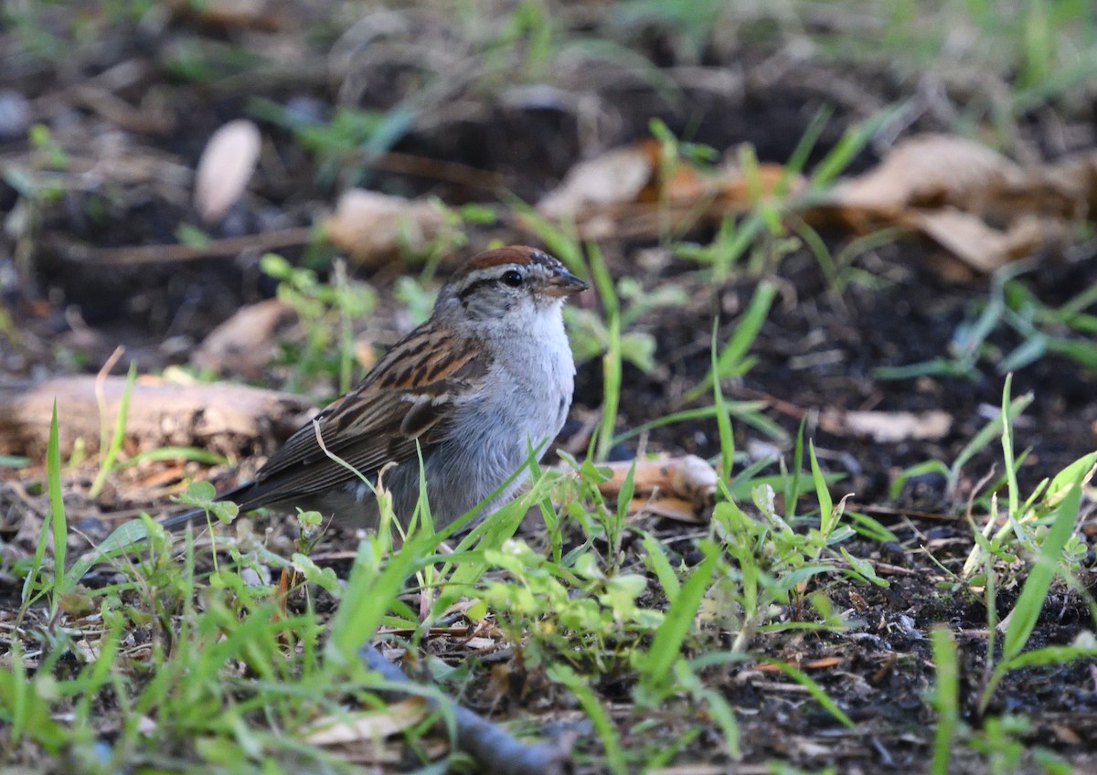 Chipping Sparrow - ML172063371