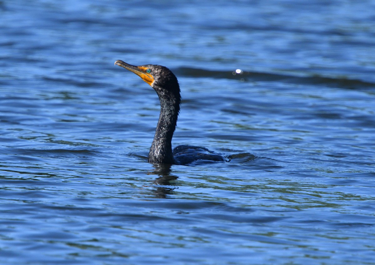 Double-crested Cormorant - Louis Lemay