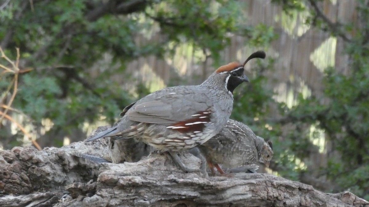 Gambel's Quail - ML172063591