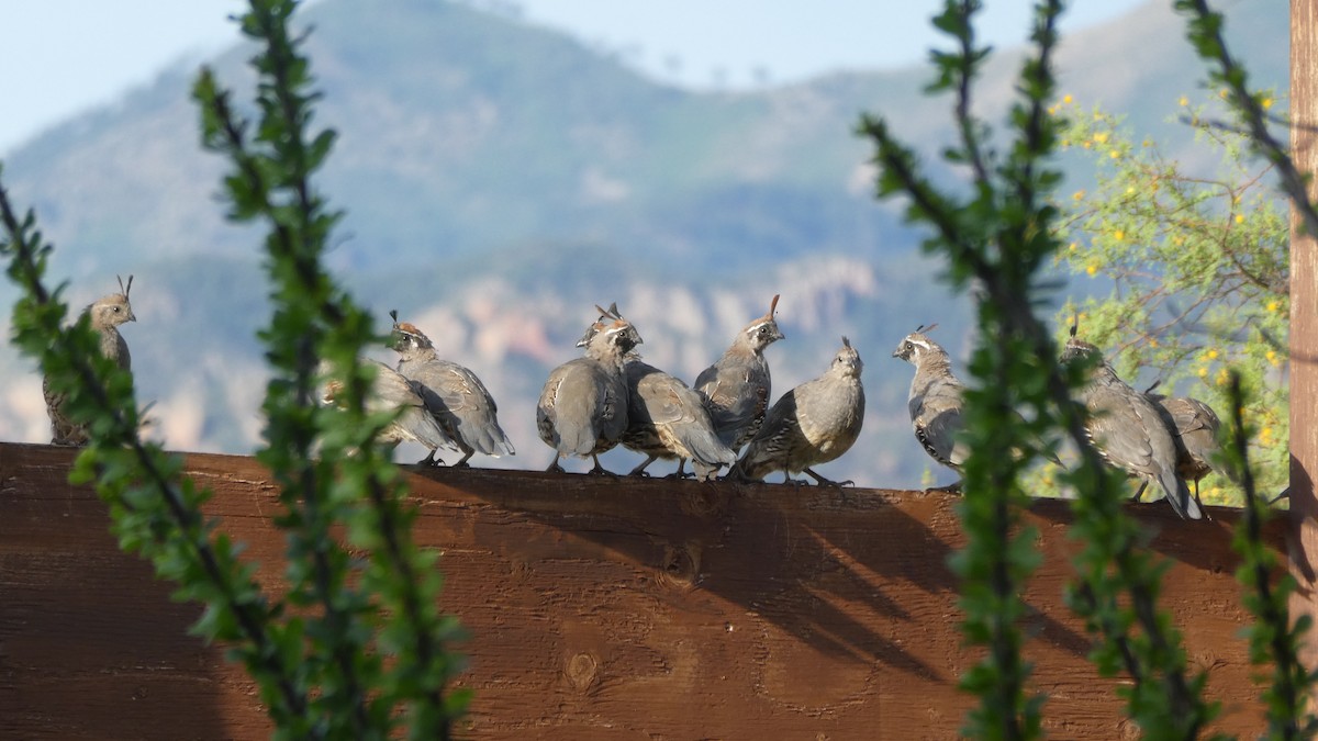 Gambel's Quail - ML172063631