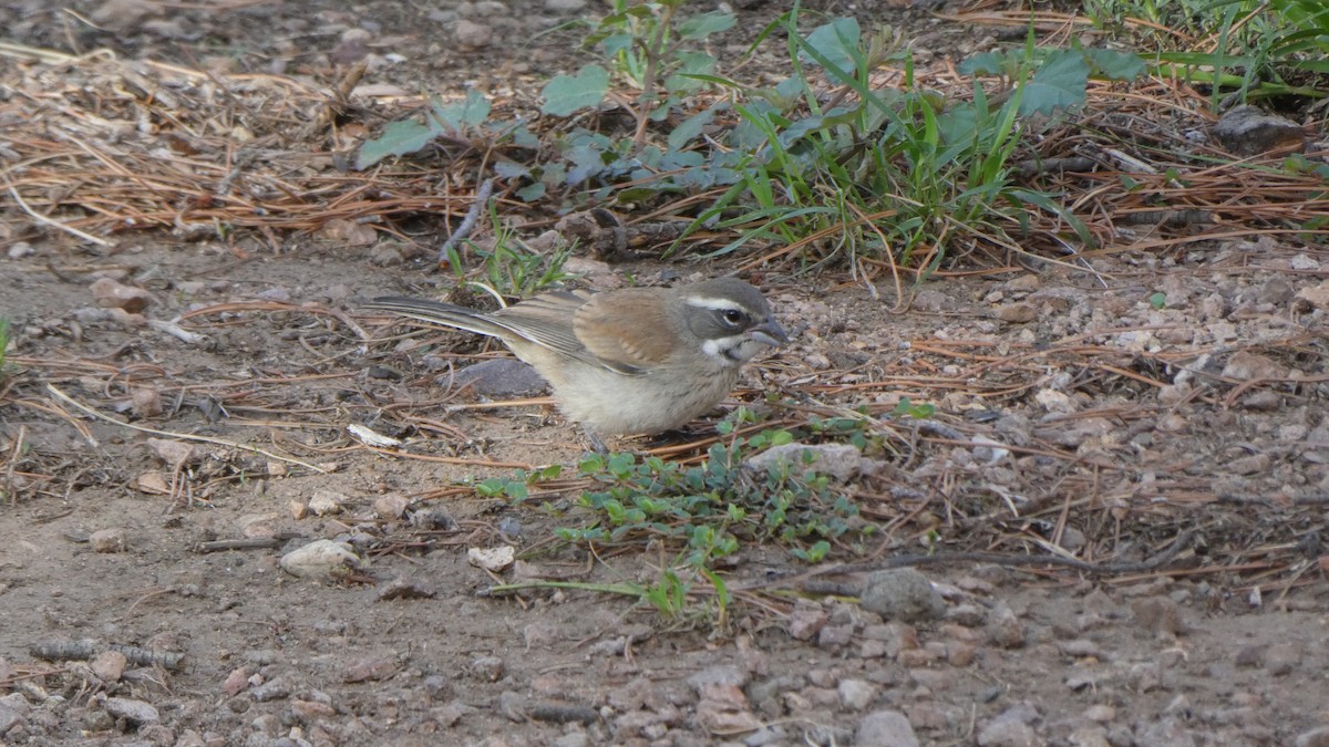 Black-throated Sparrow - Mark Burns