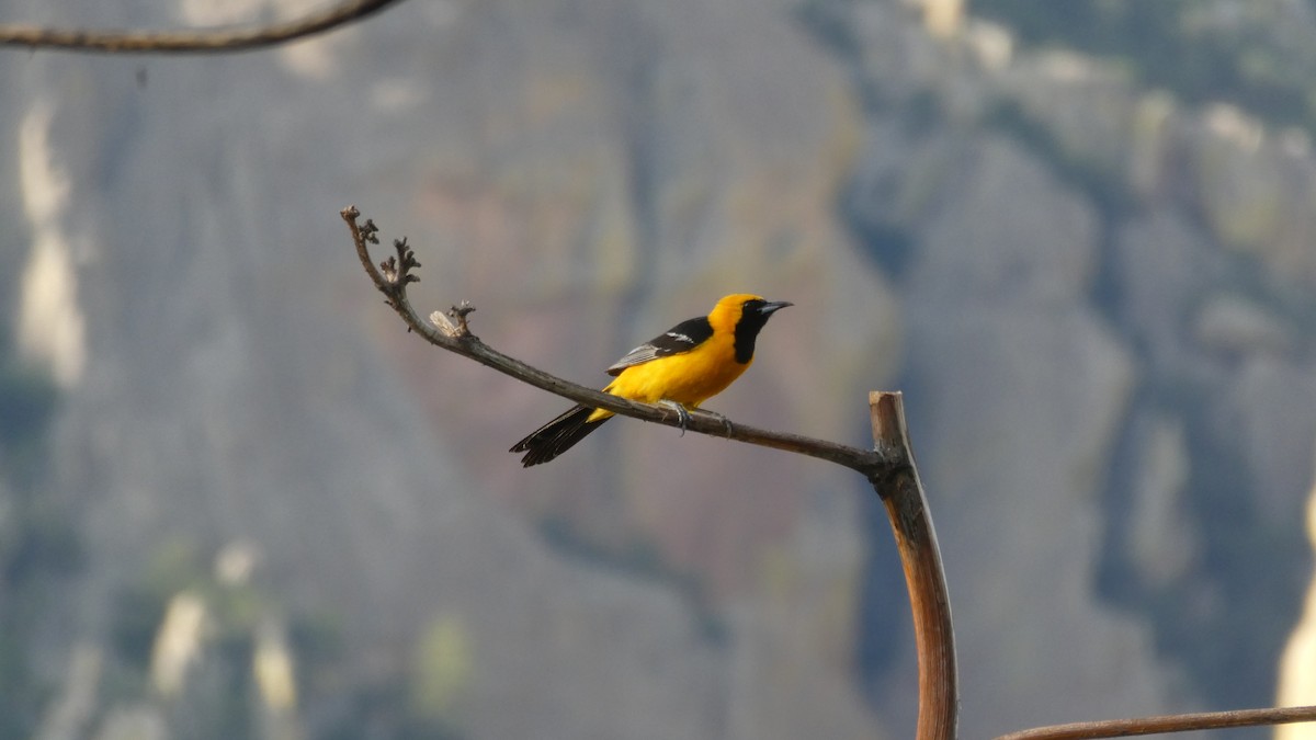 Hooded Oriole - Mark Burns