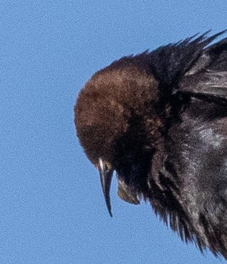 Brown-headed Cowbird - ML172064801