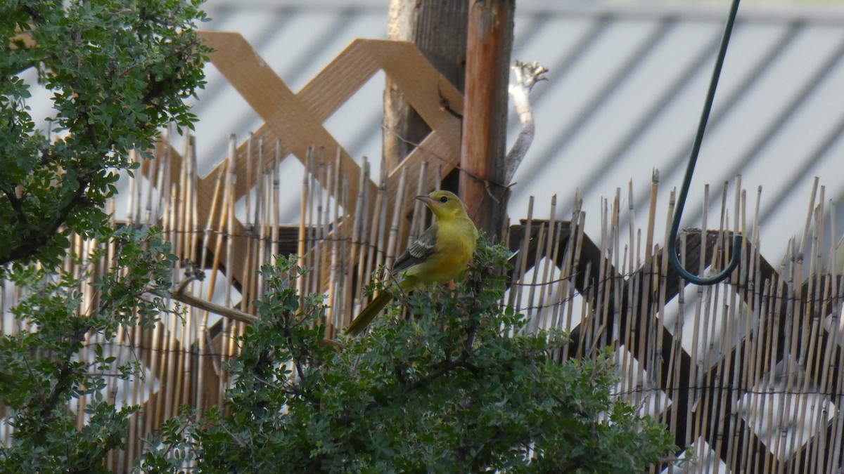 Oriole jaune-verdâtre - ML172064841