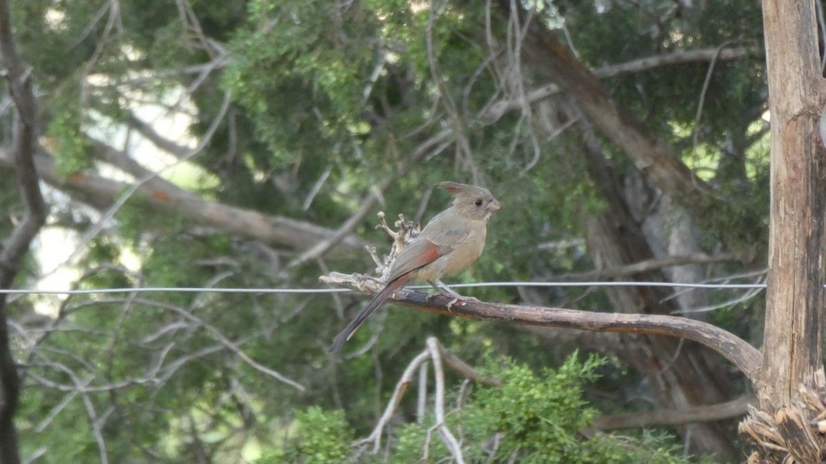 Cardinal pyrrhuloxia - ML172064921