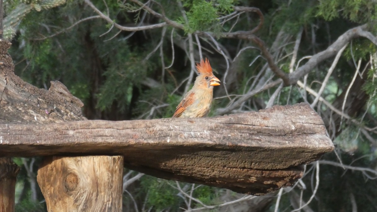 Cardinal rouge - ML172064971