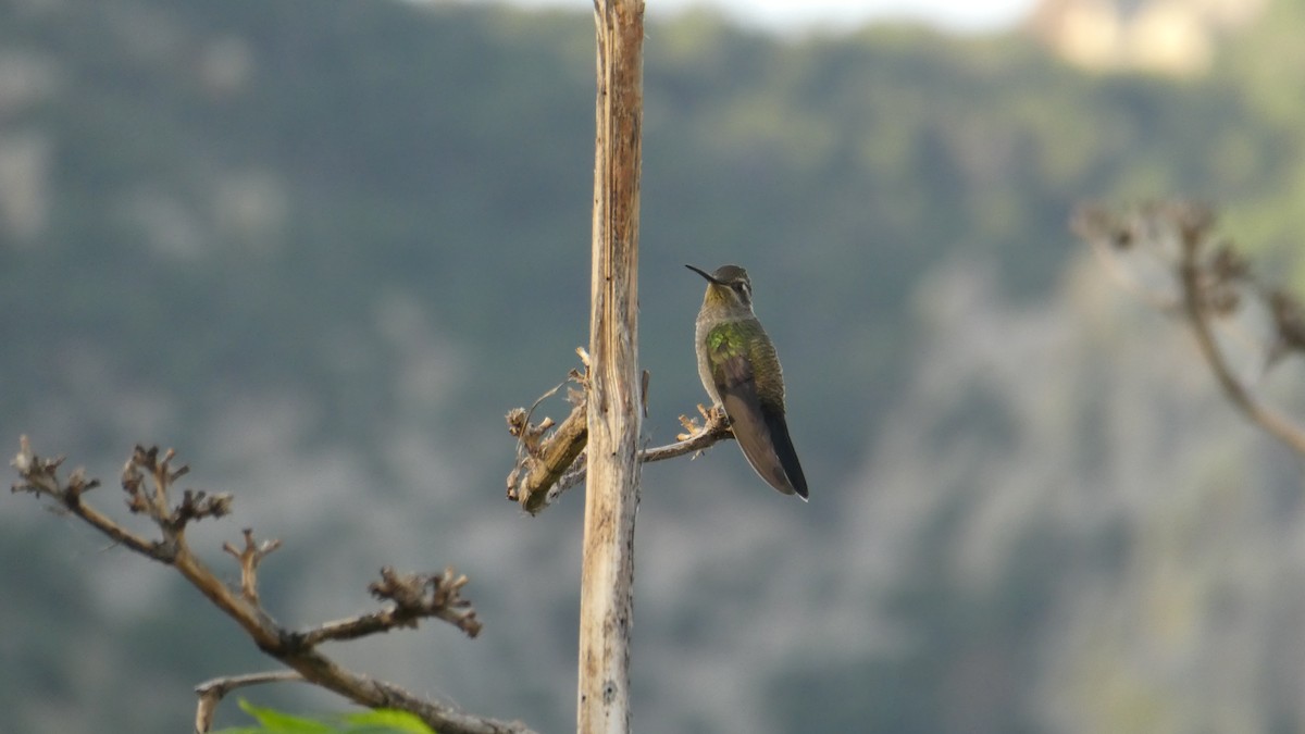 Colibri à gorge bleue - ML172065001