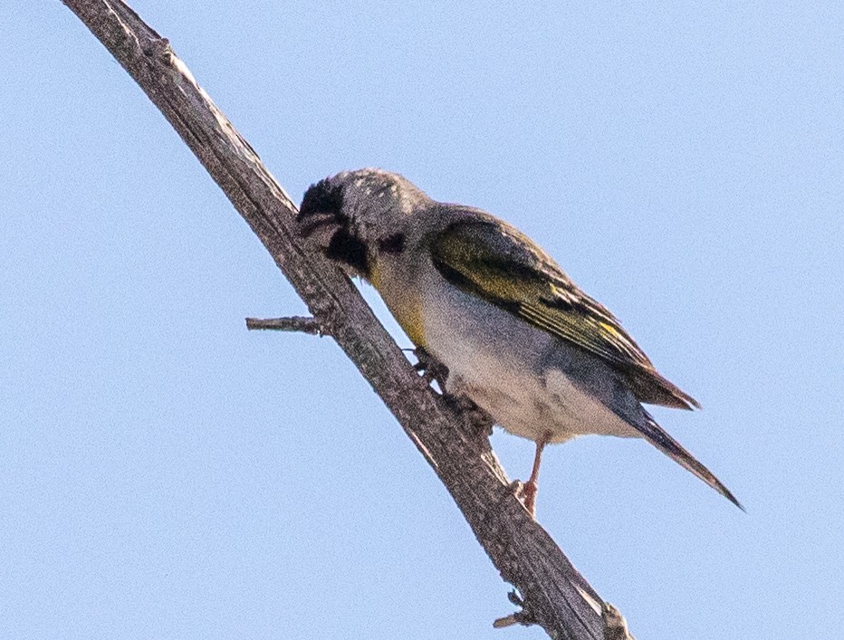 Lawrence's Goldfinch - ML172066341