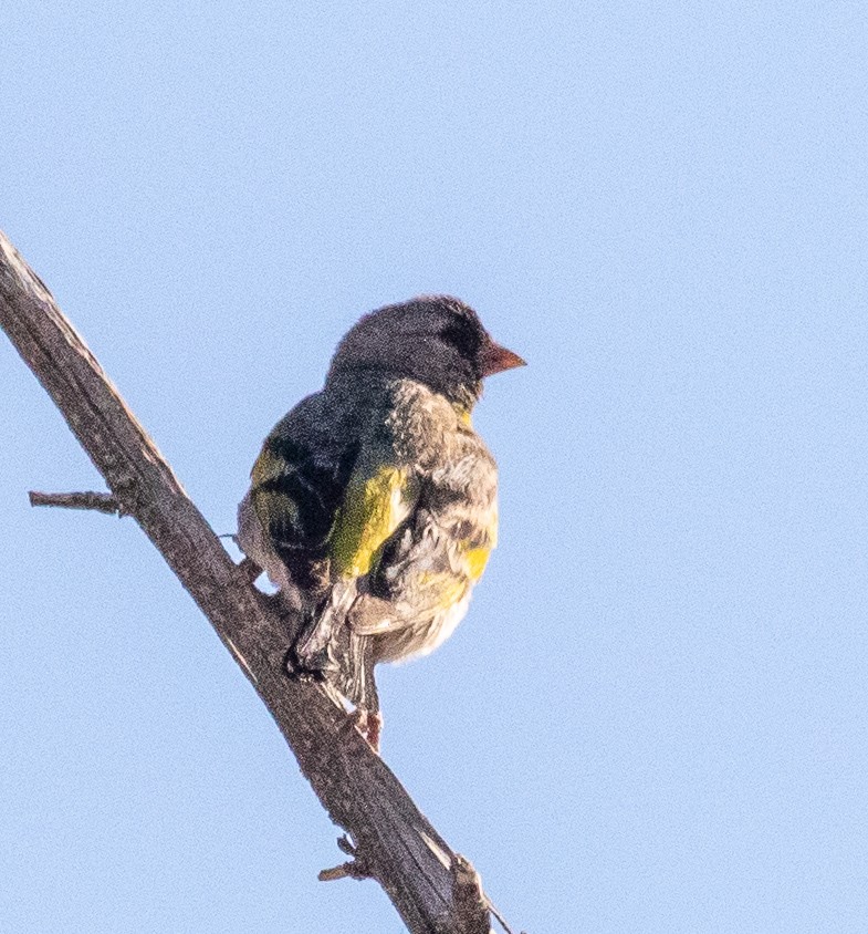 Lawrence's Goldfinch - ML172066371