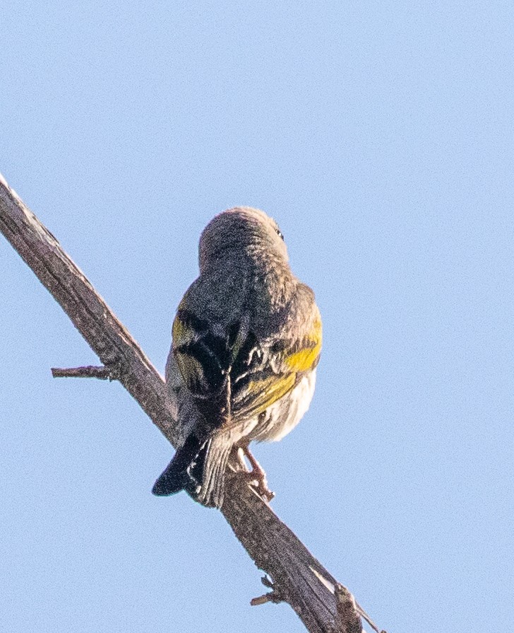 Lawrence's Goldfinch - ML172066381