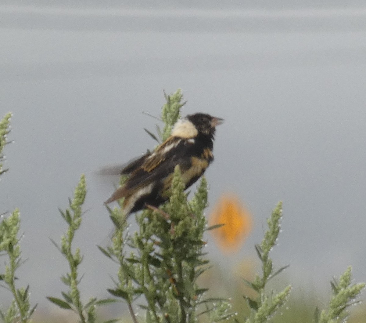 bobolink - ML172067251