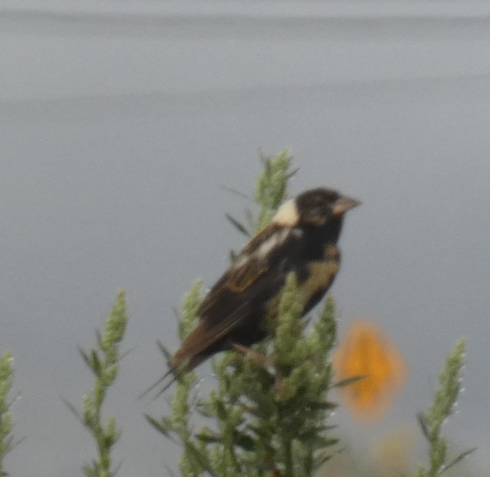 bobolink - ML172067311