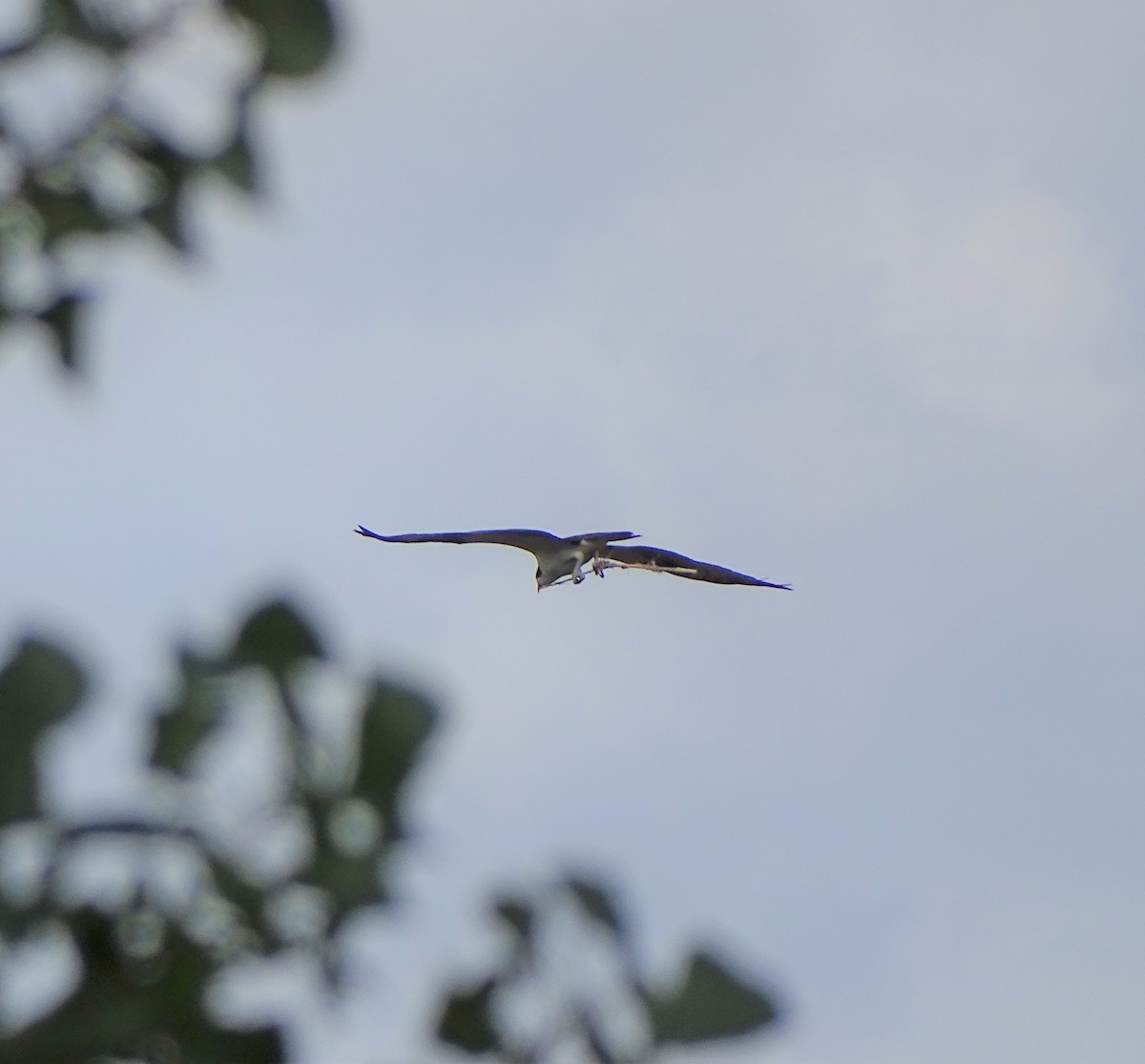 Osprey - ML172067431