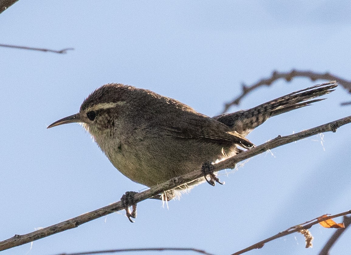 Bewick's Wren - ML172069141