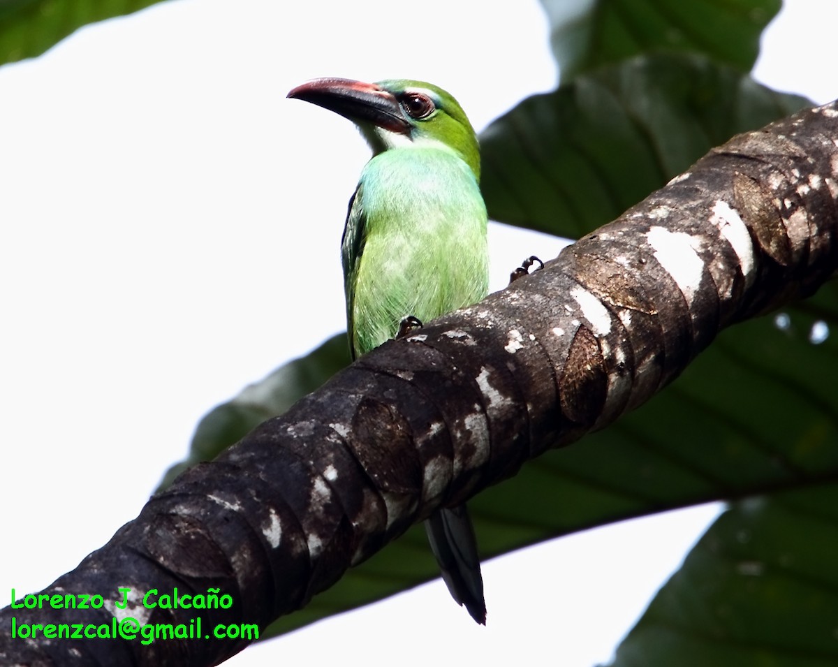 Toucanet de Whitely - ML172069441