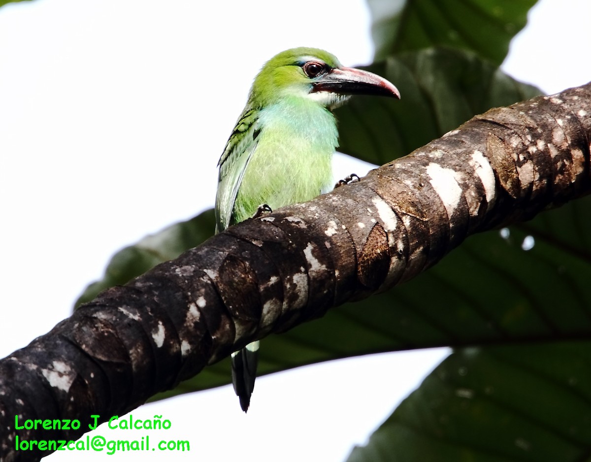 Toucanet de Whitely - ML172069461