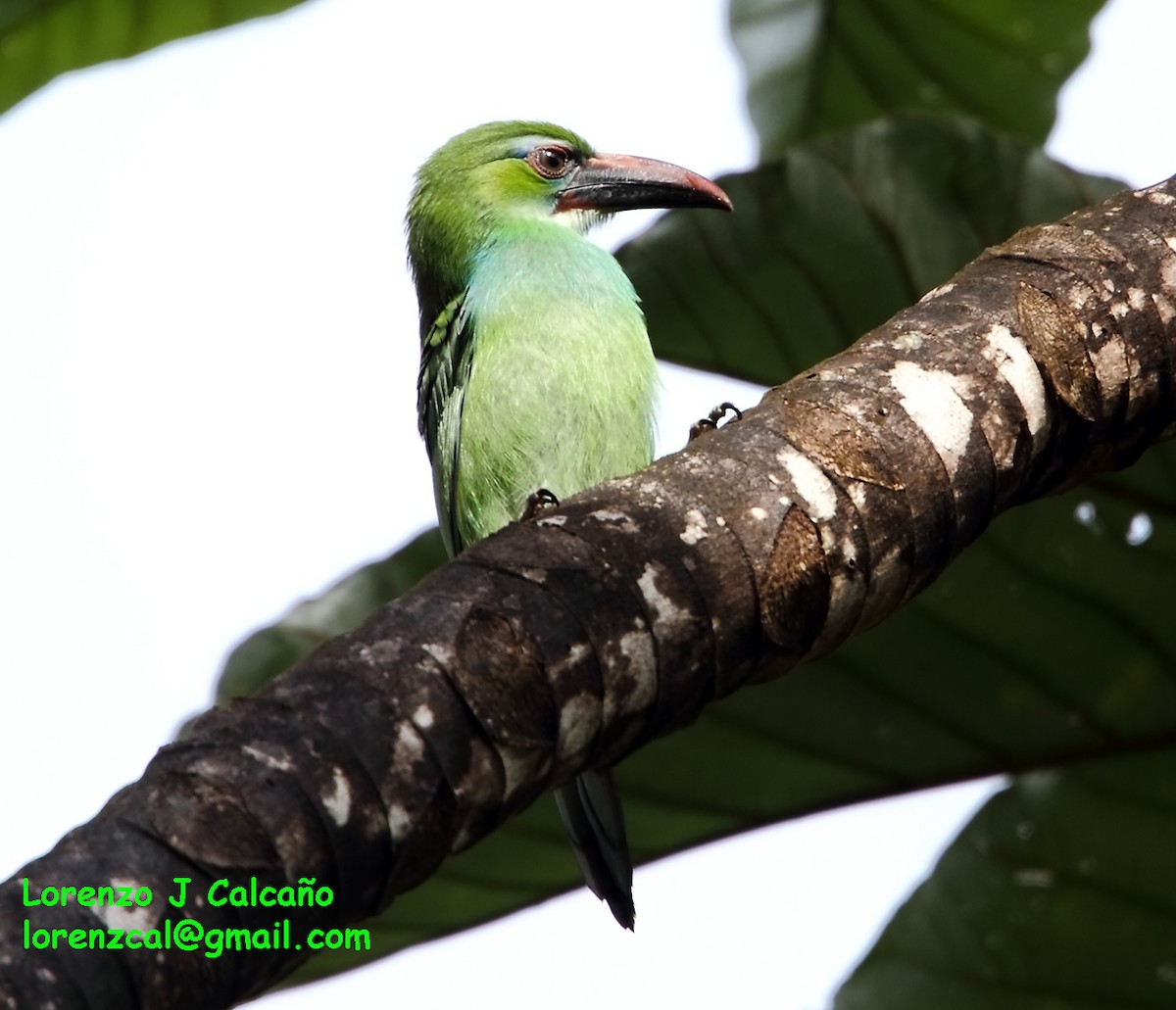 Tepui Toucanet - ML172069471