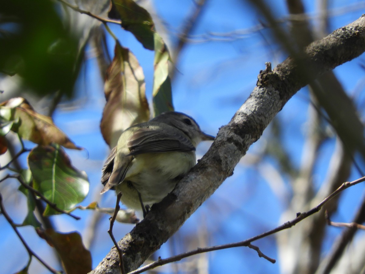 Warbling Vireo - Luis Trinchan