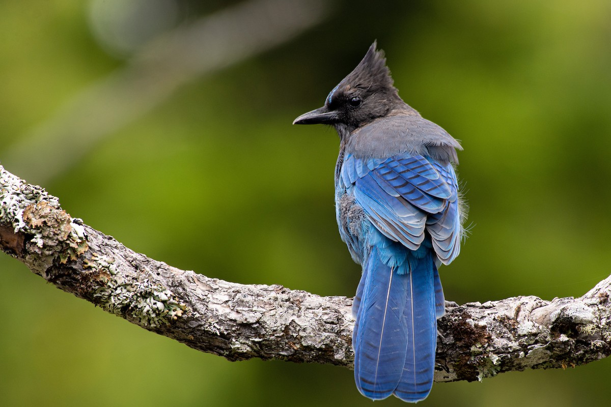 Steller's Jay (Coastal) - ML172070541