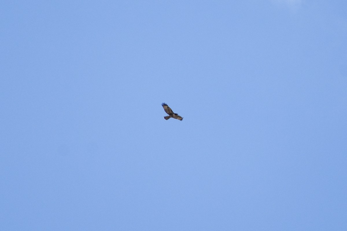 Red-tailed Hawk - ML172071171