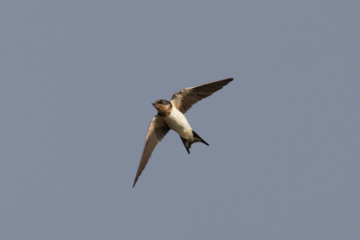 Barn Swallow - ML172071821