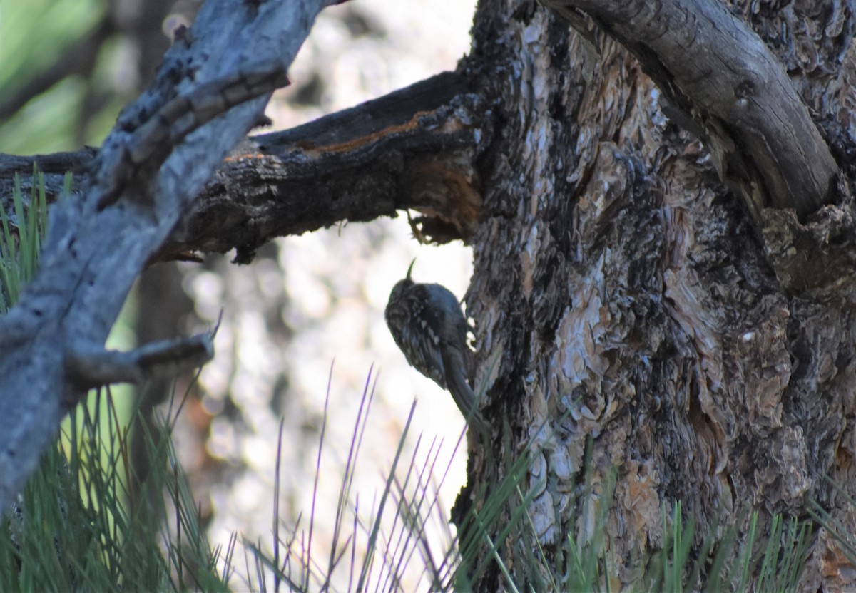 Brown Creeper - ML172072471