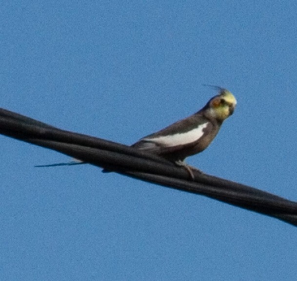 Cockatiel - ML172073351