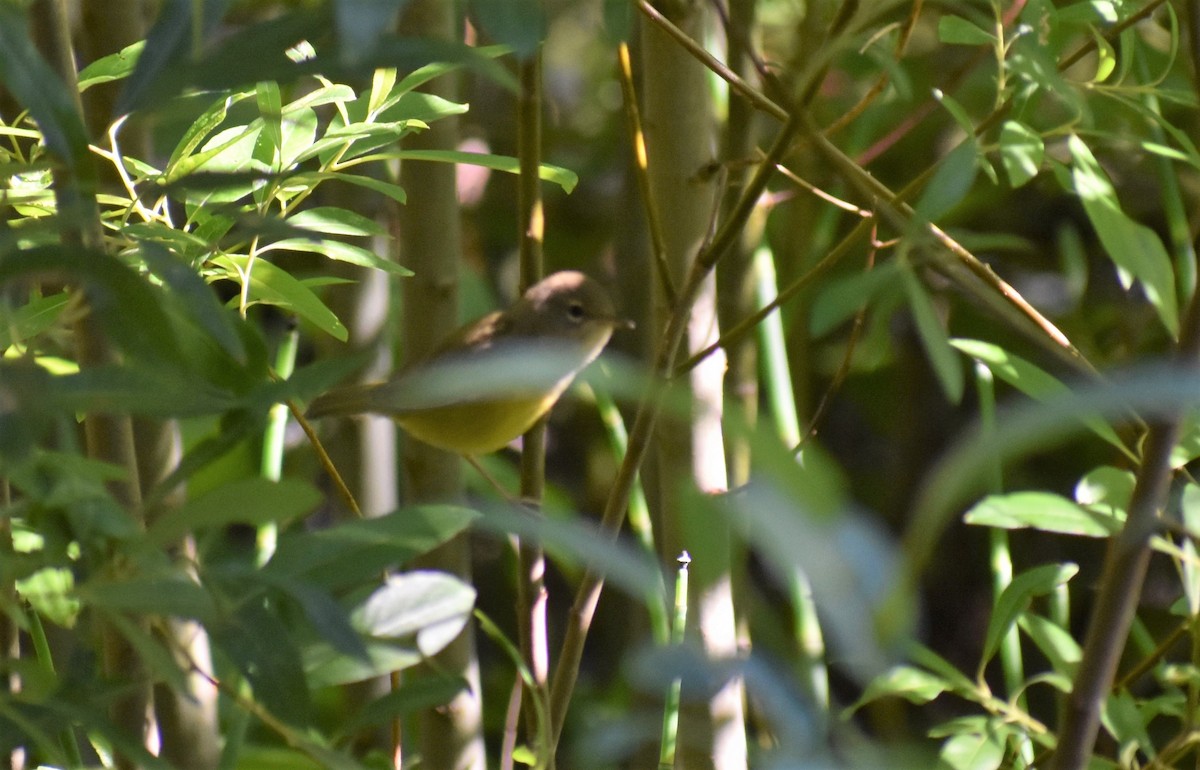 MacGillivray's Warbler - ML172073701