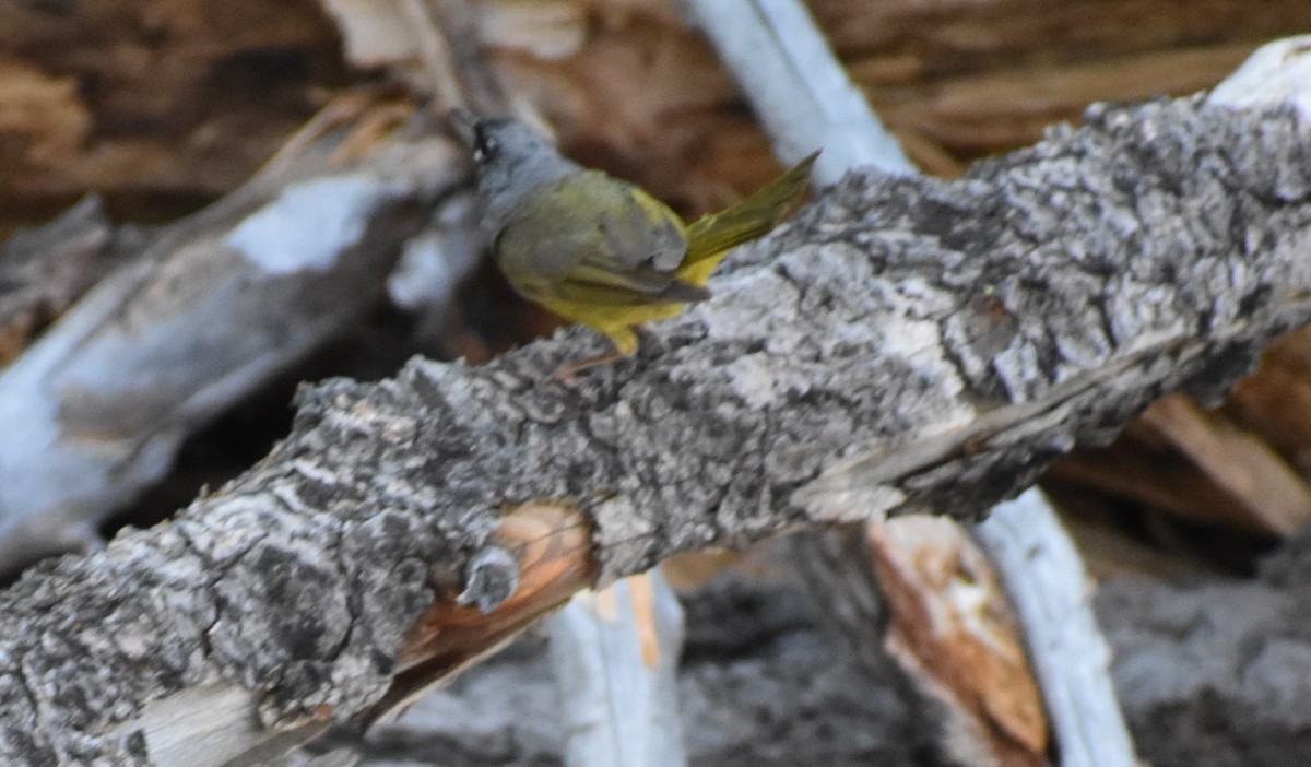 MacGillivray's Warbler - ML172073881