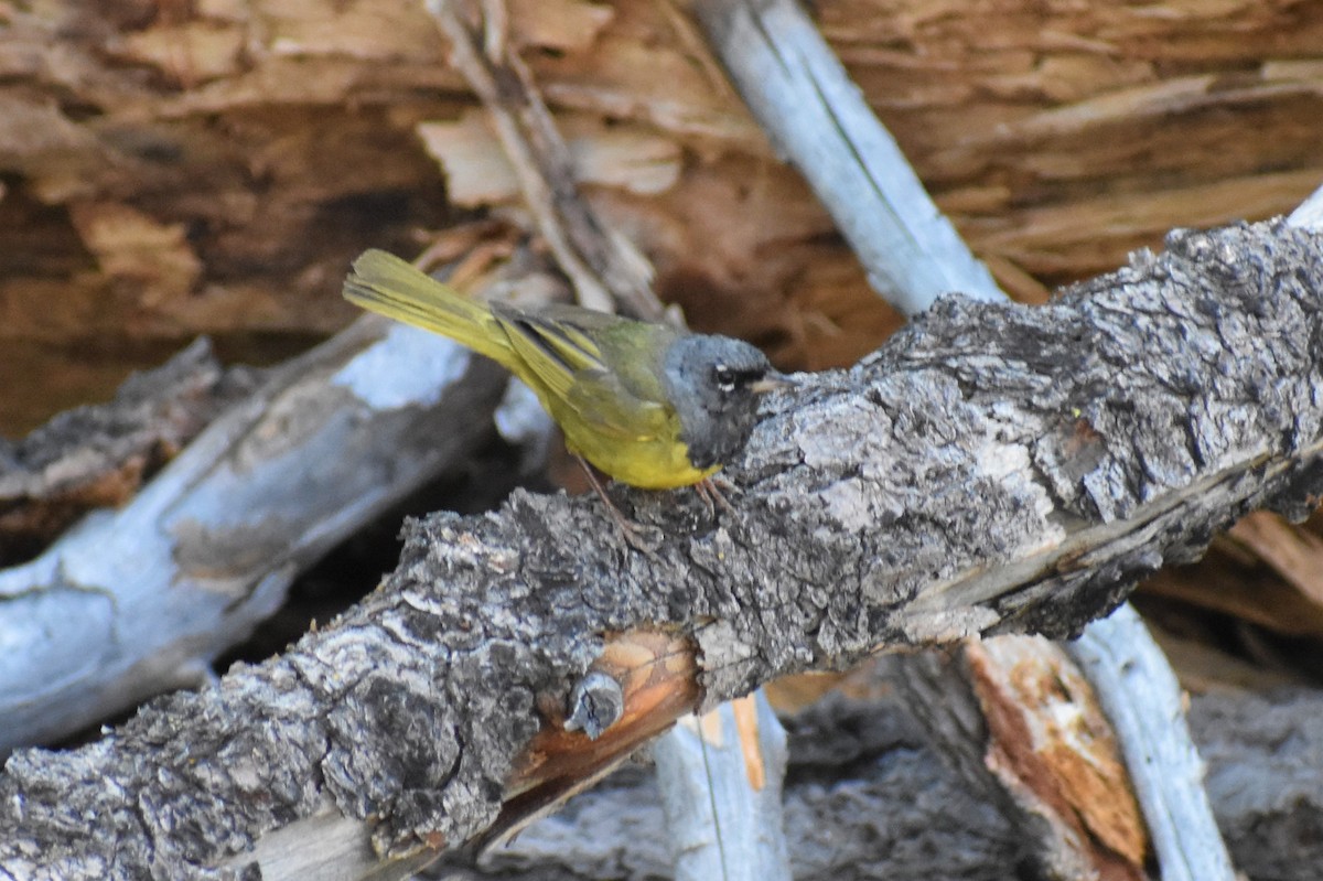 MacGillivray's Warbler - ML172073911