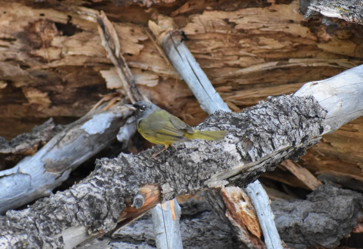 MacGillivray's Warbler - ML172073921