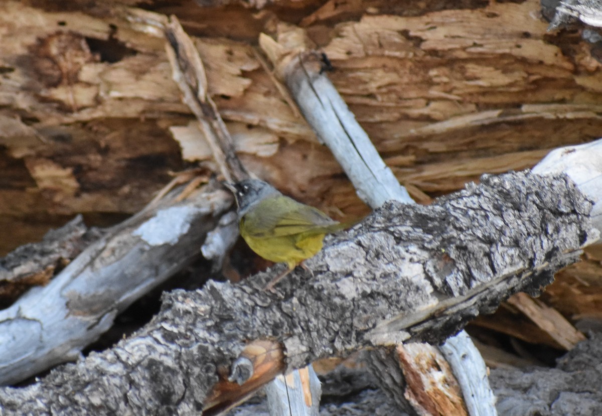MacGillivray's Warbler - ML172073931