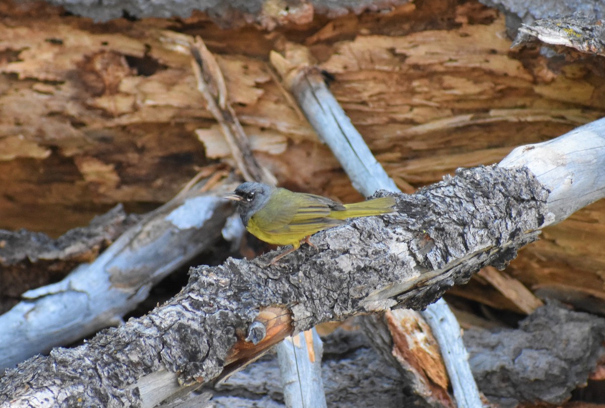 MacGillivray's Warbler - ML172073941