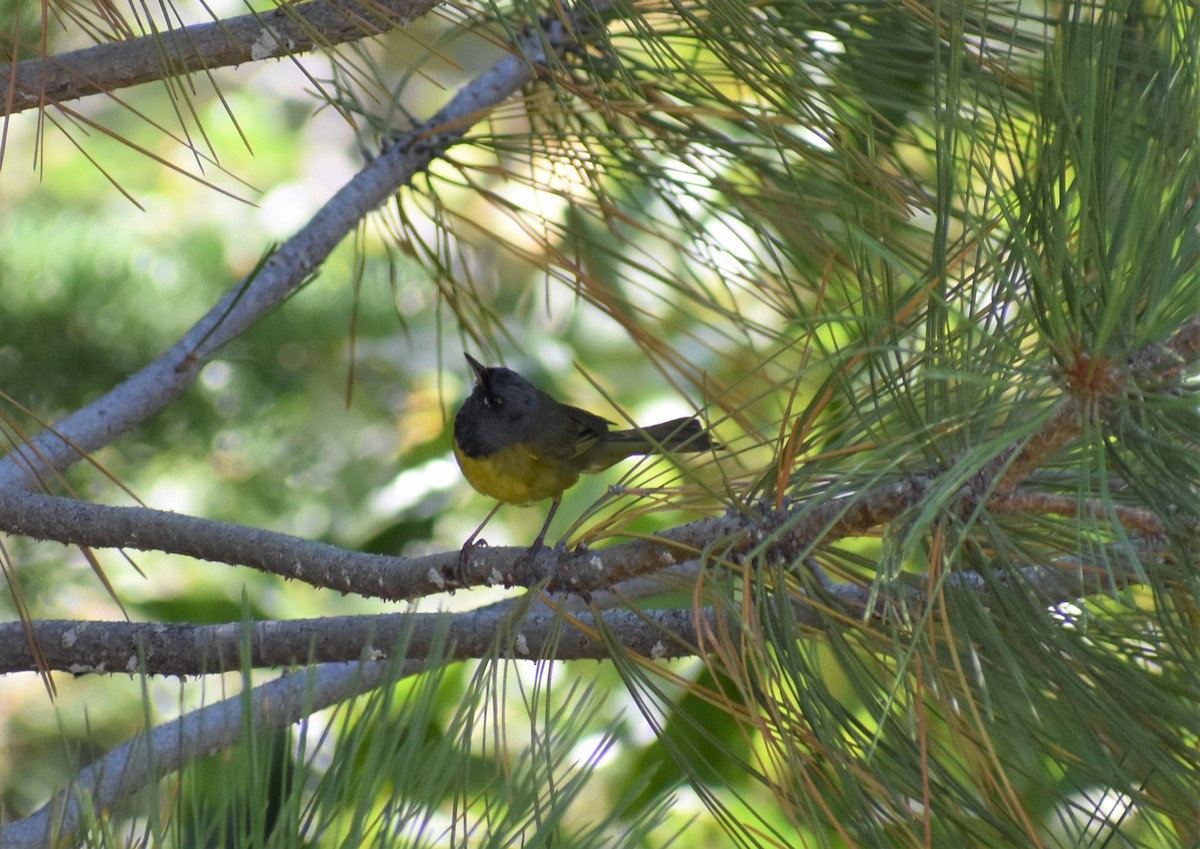 MacGillivray's Warbler - ML172073951