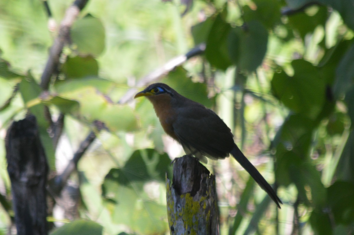 Lesser Ground-Cuckoo - Carlos Mancera (Tuxtla Birding Club)