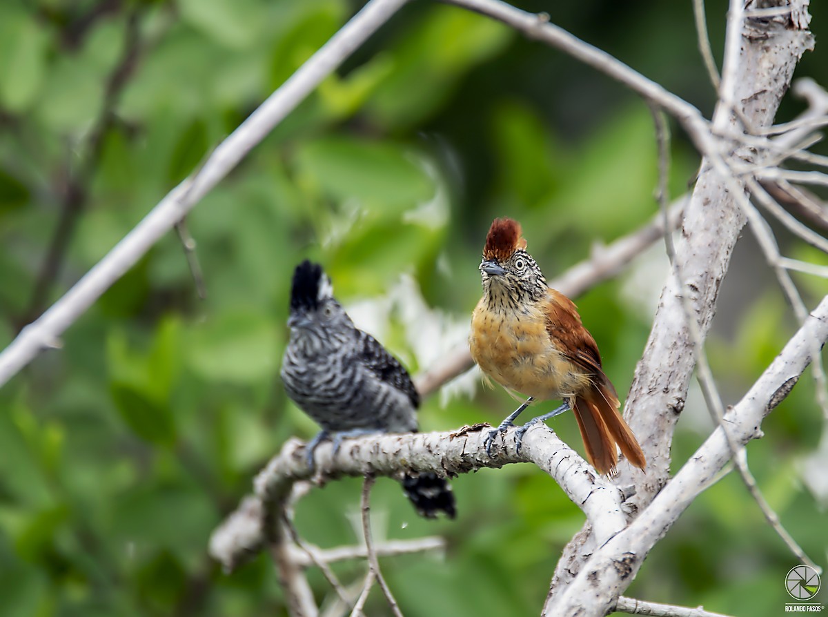 Barred Antshrike - ML172075811