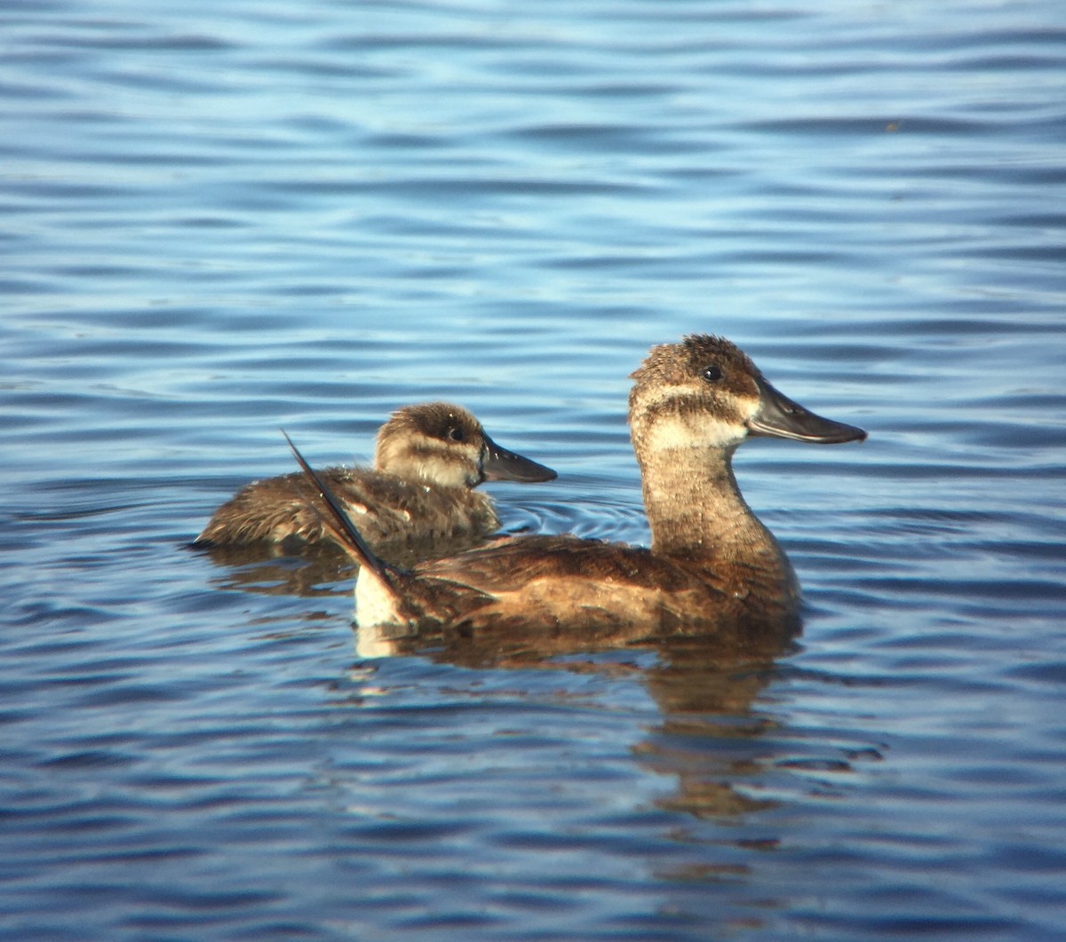 Ruddy Duck - ML172076911