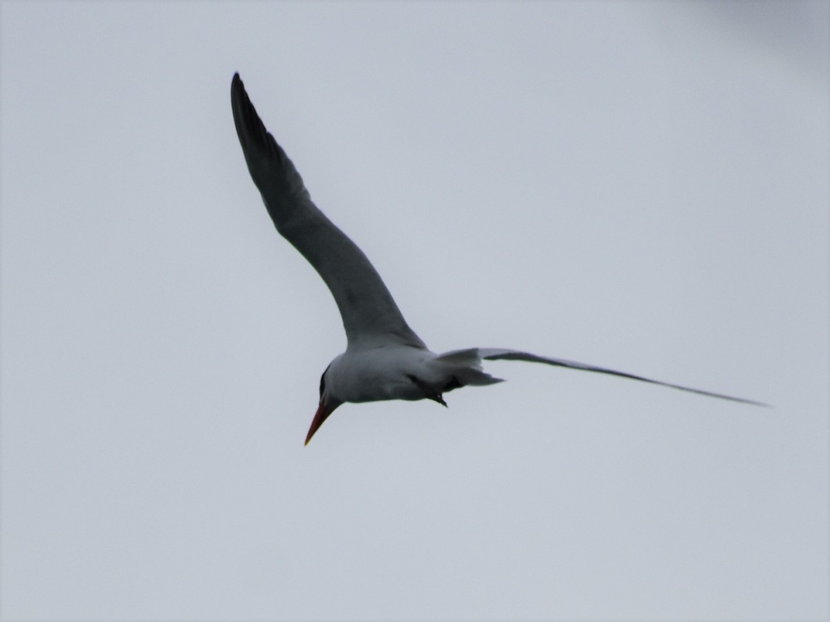 Caspian Tern - ML172077121