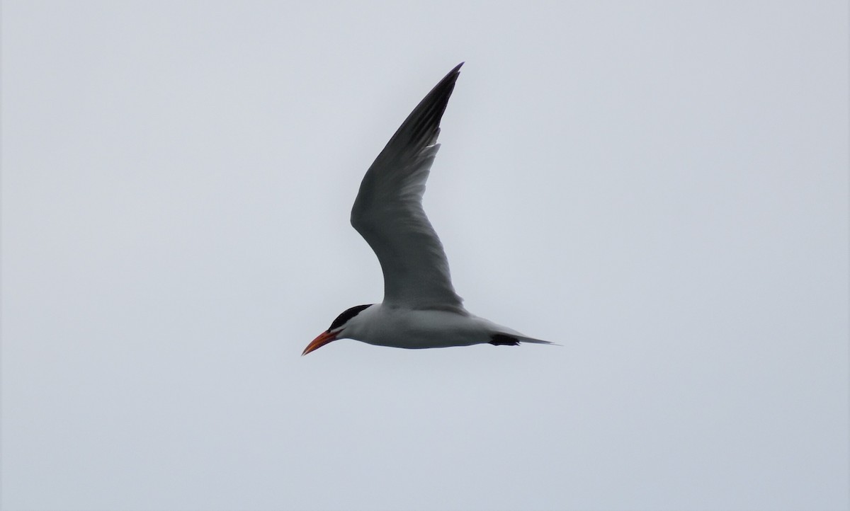 Caspian Tern - ML172077151