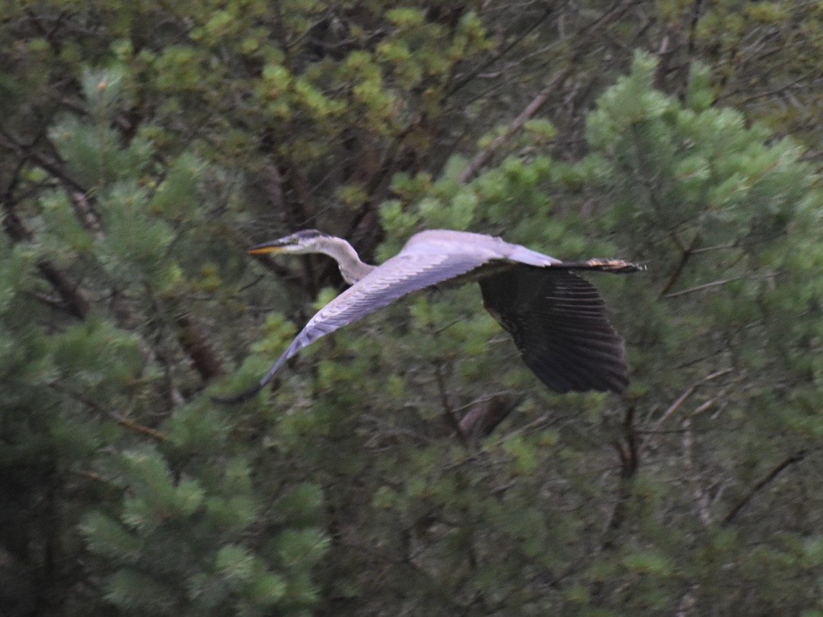 Great Blue Heron - ML172077181