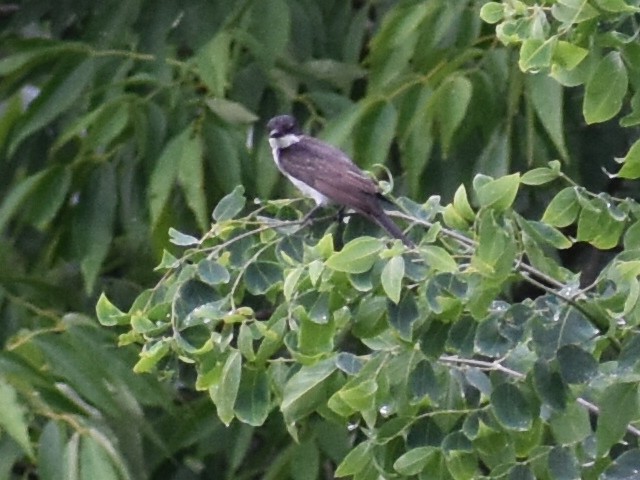 Eastern Kingbird - ML172077201