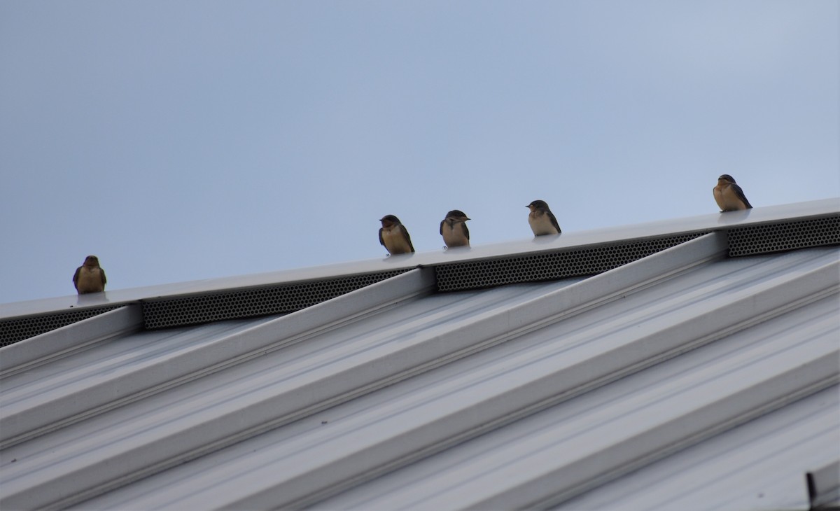 Barn Swallow - ML172077271