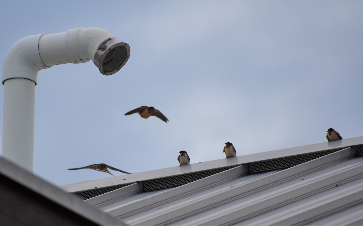 Barn Swallow - ML172077291