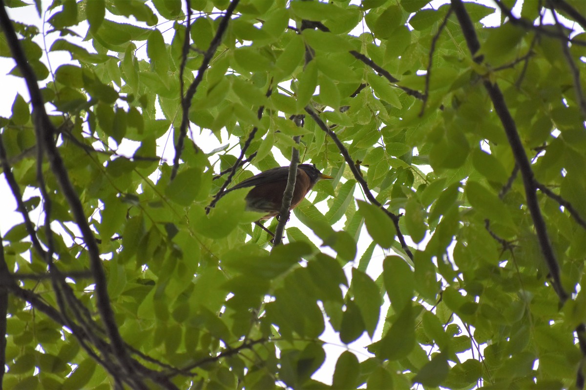 American Robin - ML172077351