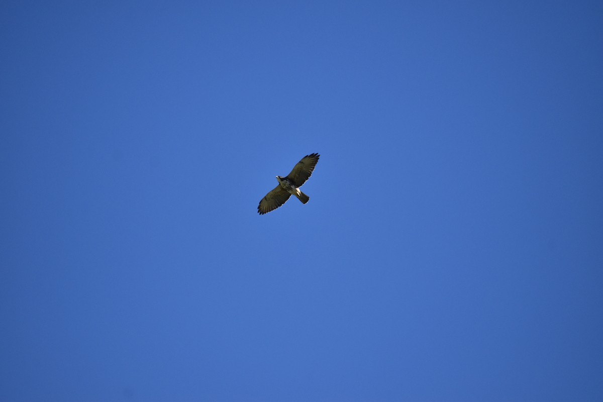 White-throated Hawk - Rhiannon Thunell