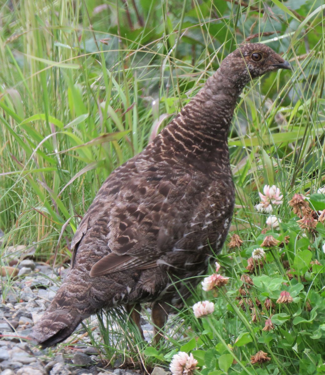 Sooty Grouse - ML172078521